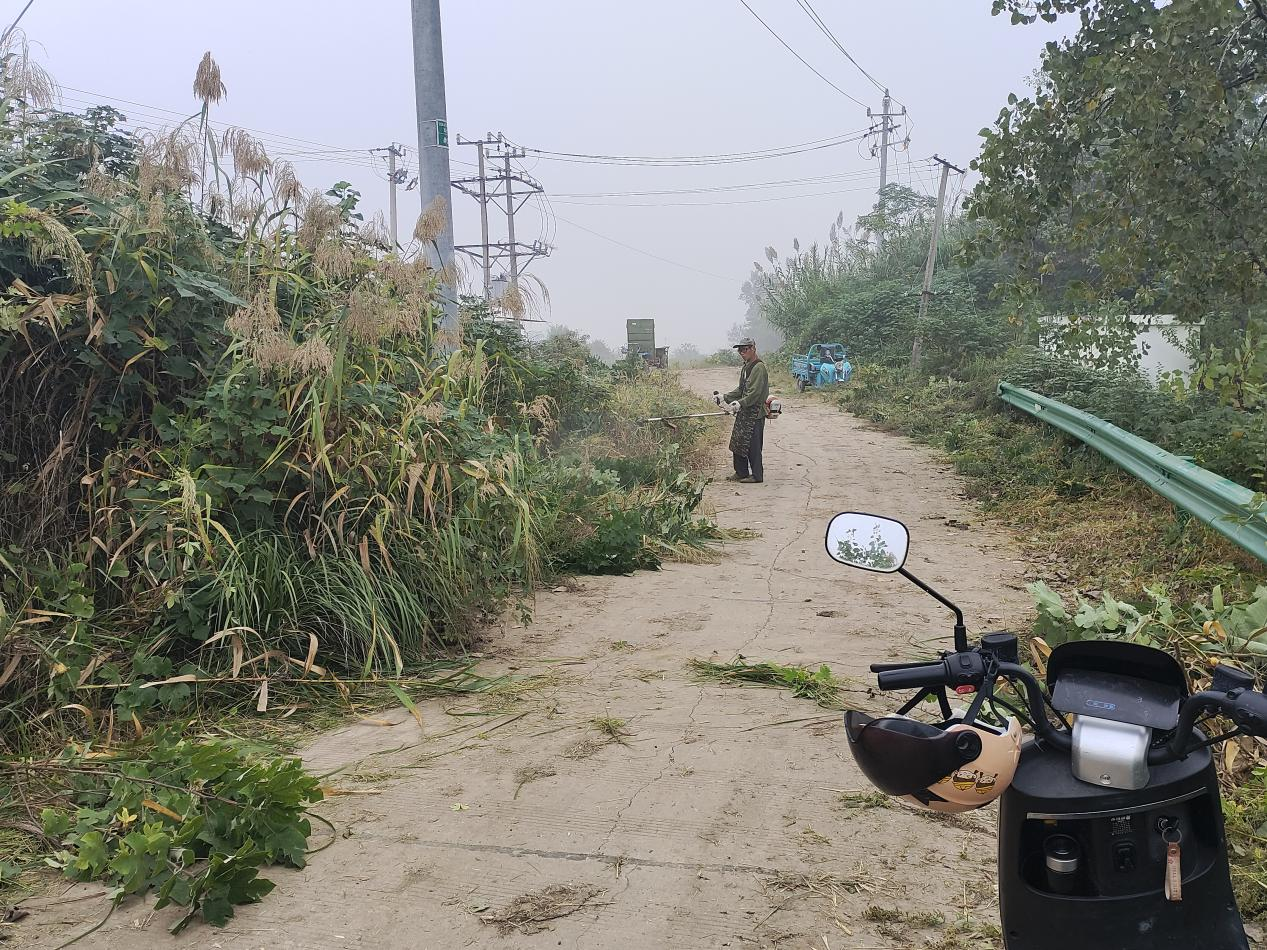 雙柳村集中清理道路兩側(cè)雜草雜樹，全力護航秋收秋種