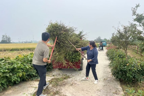 楊村鎮橋南村開展人居環境整治工作