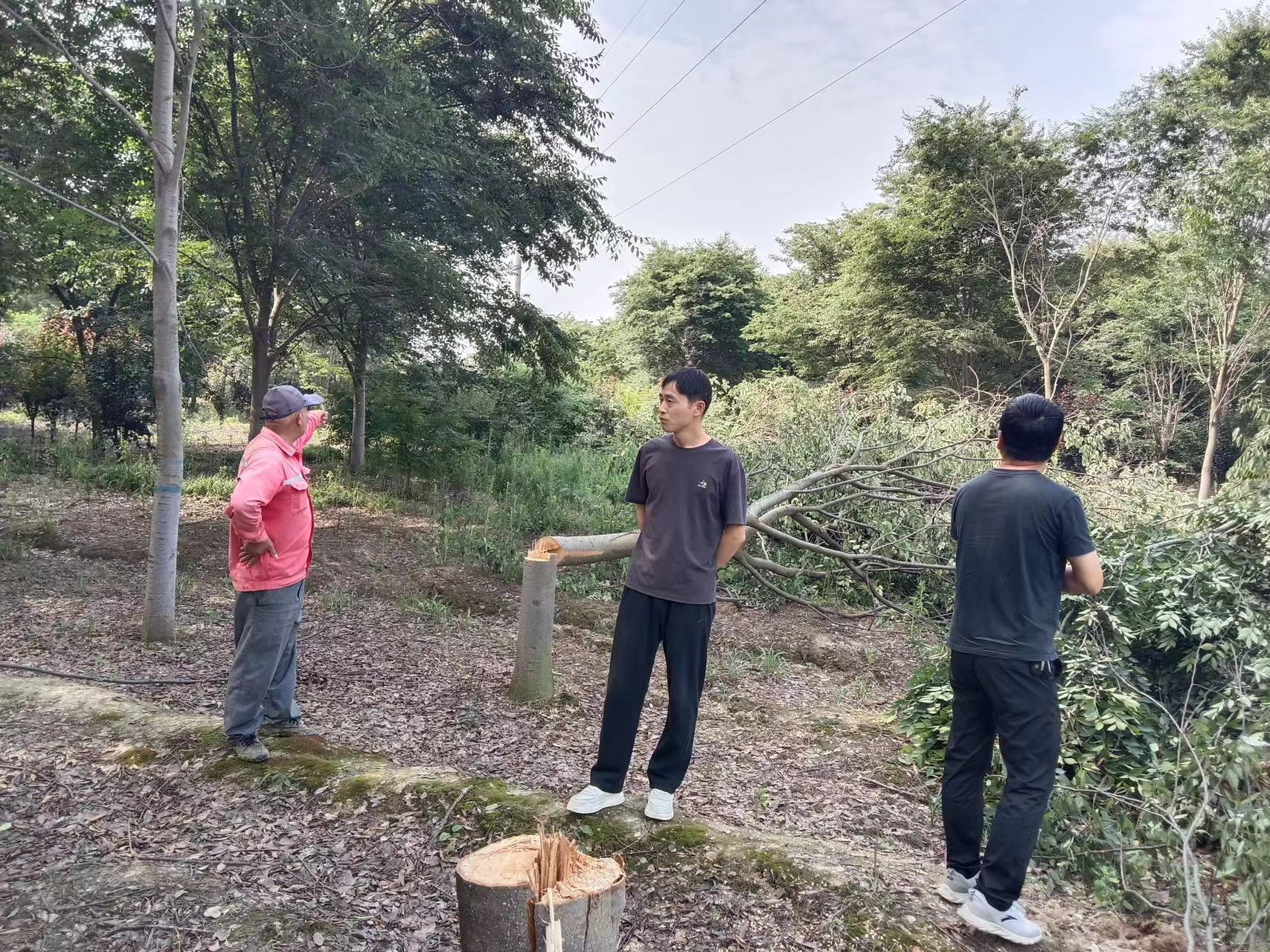 團結村美麗鄉村建設再升級，樹木移栽工作穩步推進